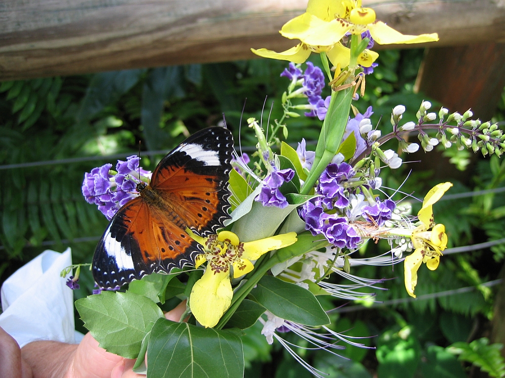 012 Butterfly Sanctuary.jpg